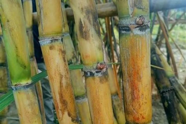 矿源黄腐酸钾最佳使用时间段,矿源黄腐酸钾有哪些作用？