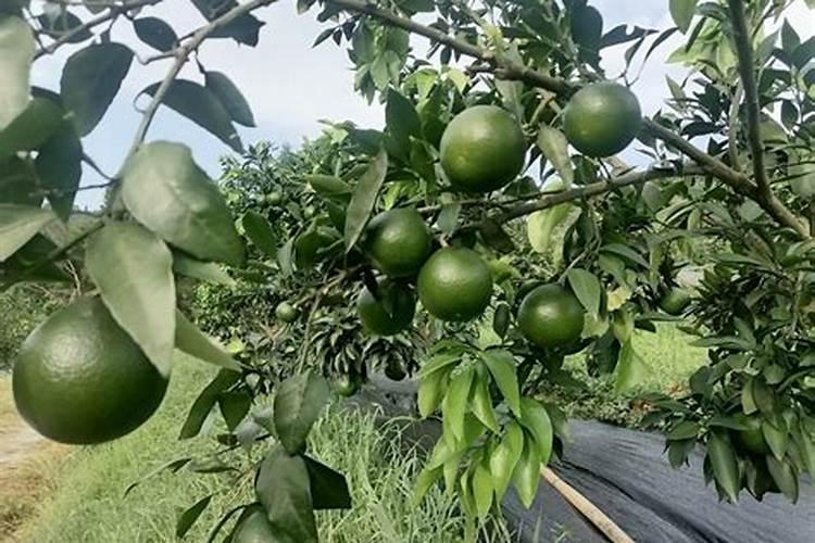 柑橘春稍萌芽期施25一5一15的复合肥可以吗？