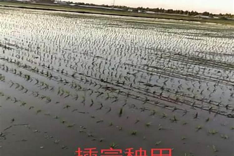 水稻亩用多少复合肥和尿素,返青肥用什么肥料好