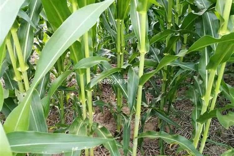 玉米出穗能打叶面肥吗