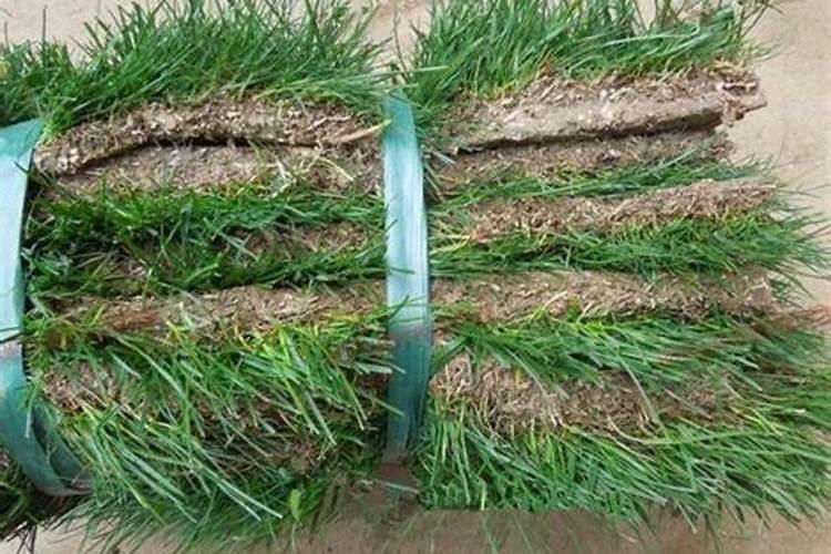 草皮用什么肥料比较好