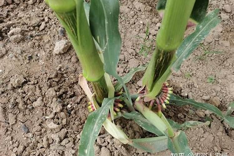 玉米抽穗期可以打农药吗,抽穗期是什么时候