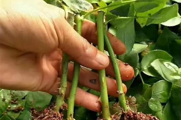 恶霉灵可以叶面喷施不