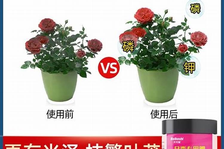 月季夏季施肥时间和方法
