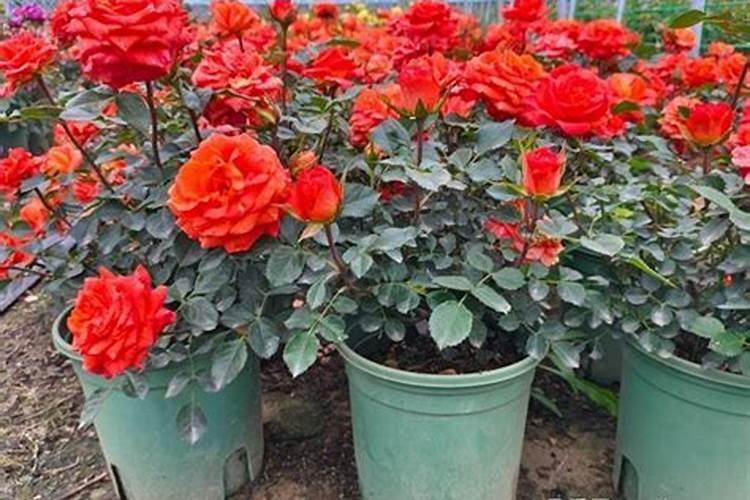 豆角种植条件及要点分析