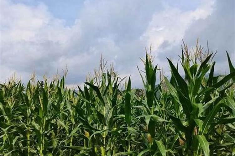 山东德州夏玉米亩产2000斤种植技术