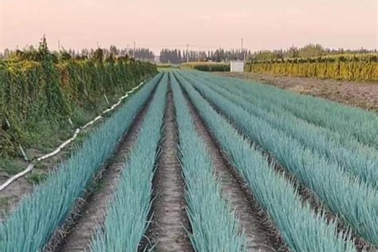 洋葱地里撒肥好还是冲施肥好？