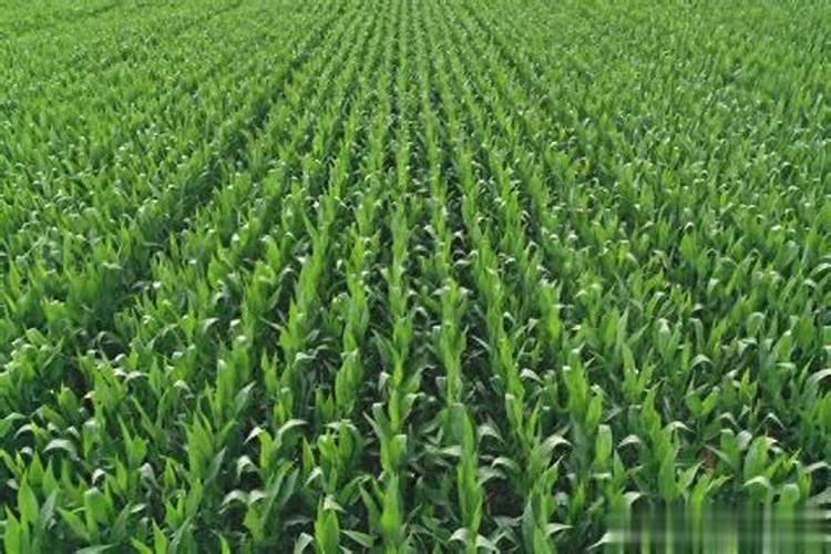 夏玉米的管理技巧 玉米应该怎么施肥