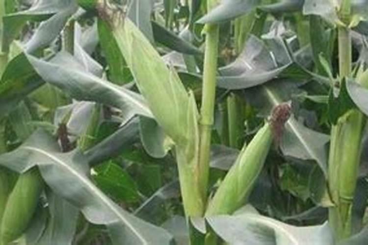 玉米何时追肥？尿素还是复合肥？追几次？怎么追肥？一文全解答