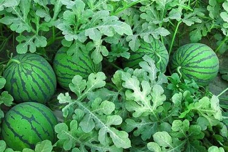 种花用什么肥料比较好