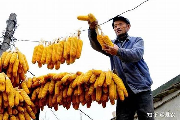 错过太可惜!葡萄施肥之氮、磷、钾、硼、锌!时间和方法都在