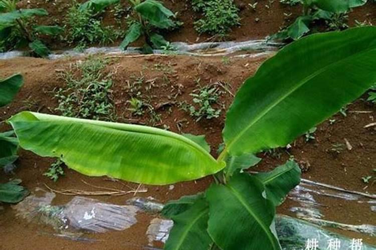 哪里可买到顺到采叶面肥