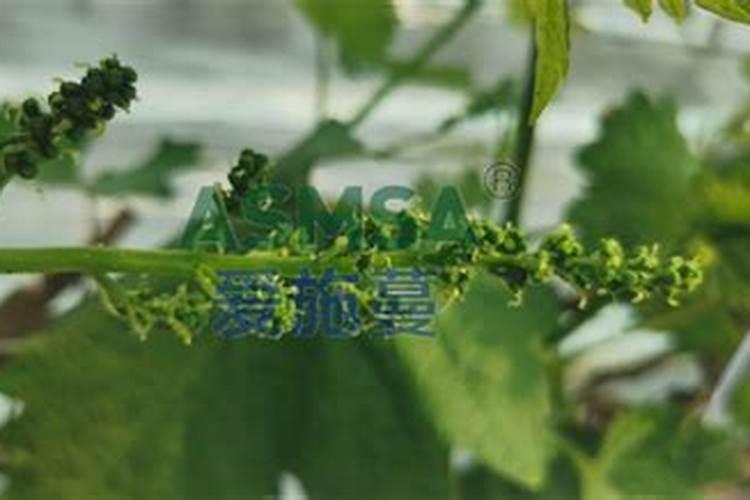 叶面肥有哪些牌子 排行榜都有哪些上榜