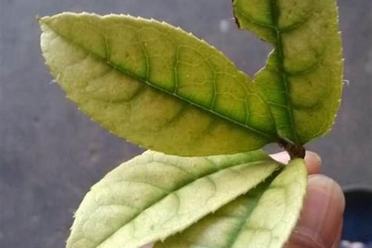 请问桂花树不开花是怎么回事