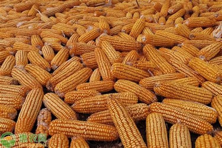 玉米底肥怎么配比合理