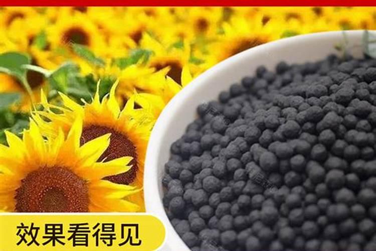 如何施用向日葵的底肥和追肥？