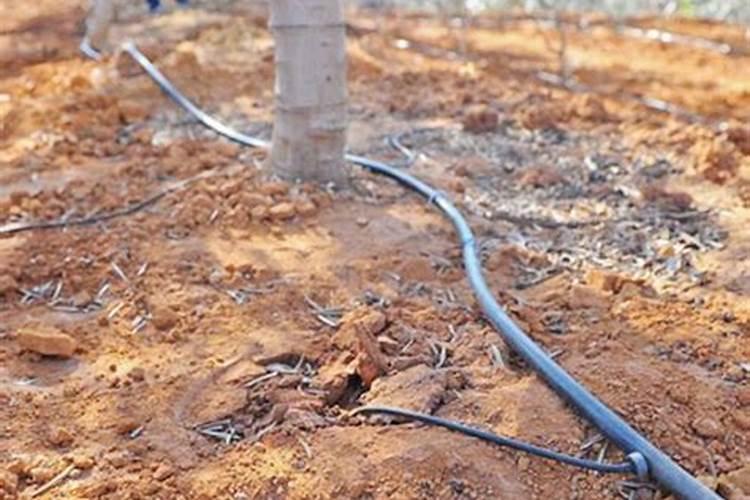 苹果膨果期冲施什么肥料好？苹果膨大期用什么冲施肥好？