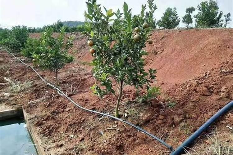 樱桃树水溶肥的使用方法