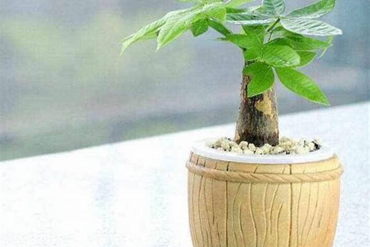 葡萄花长势不好是什么原因