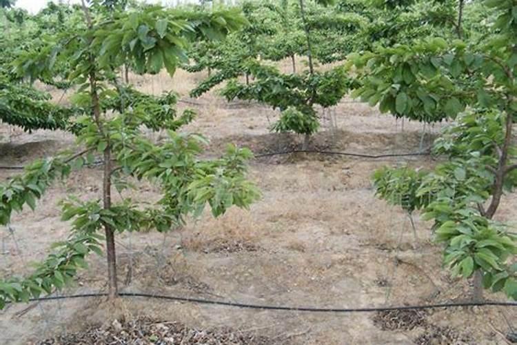 果树缺钙用什么肥料最适合