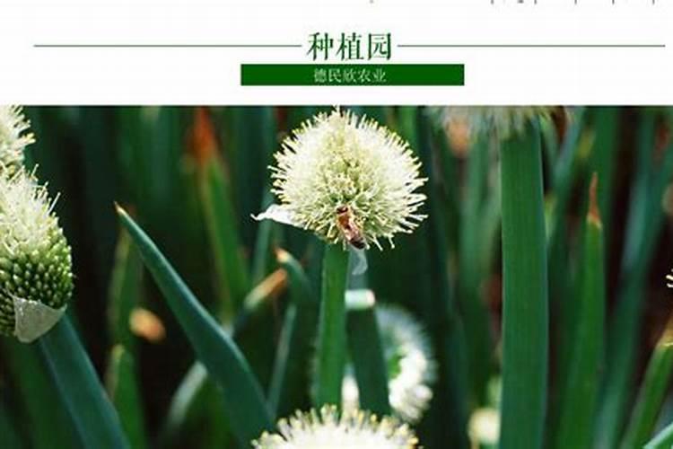 葡萄糖水可以浇红花继木吗？