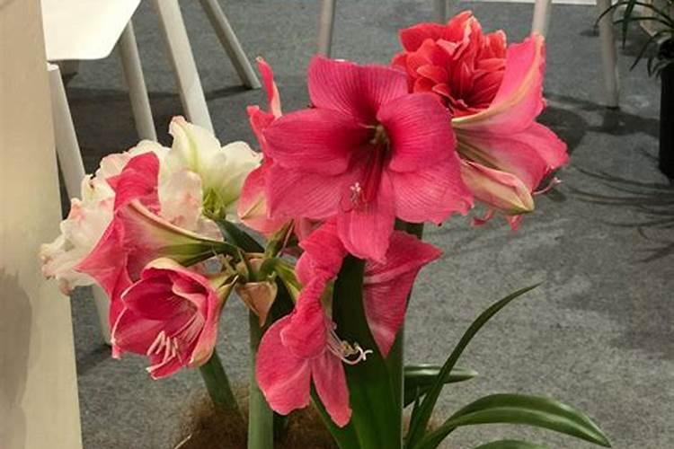 红糖十尿素十磷肥一亩用多少？