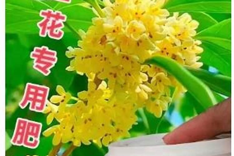 什么肥料养花比较好养花用什么肥料