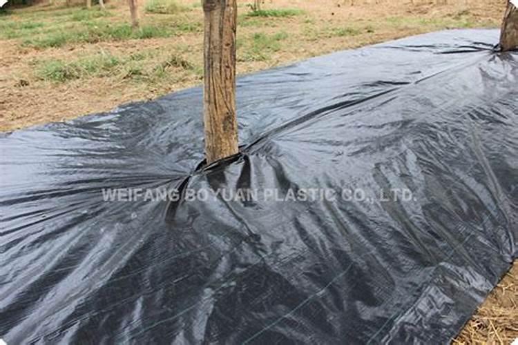 钾素对玉米有什么作用呢？缺钾对玉米生长发育有什么不良影响呢？