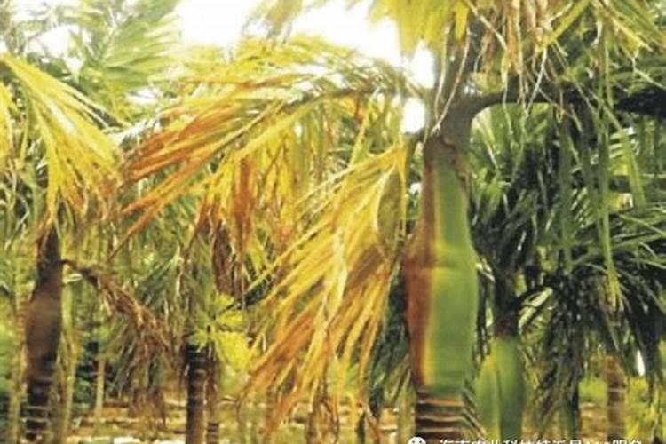 槟榔8月份打什么肥料