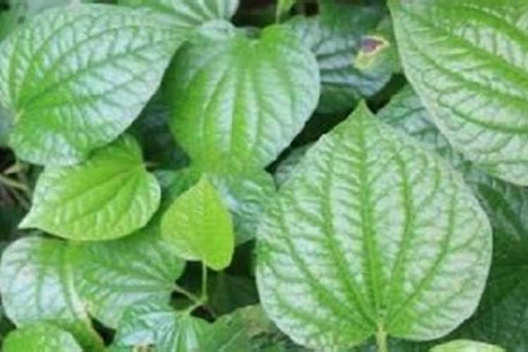 槟榔施什么钾肥才能达到高产