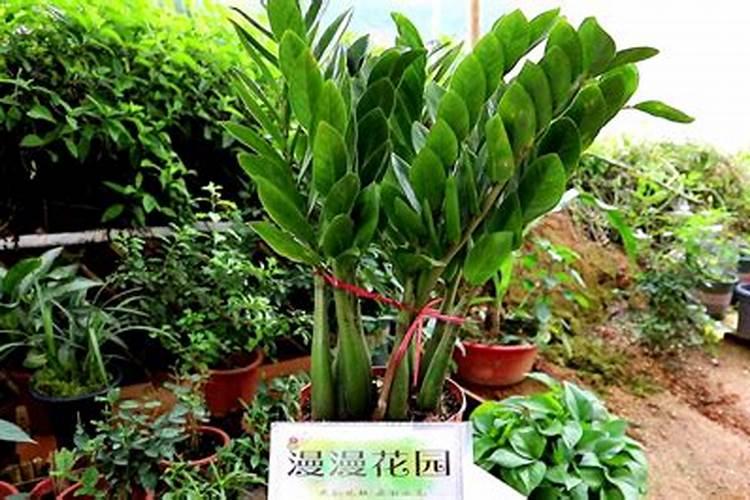 家里养的竹子用什么肥料最好