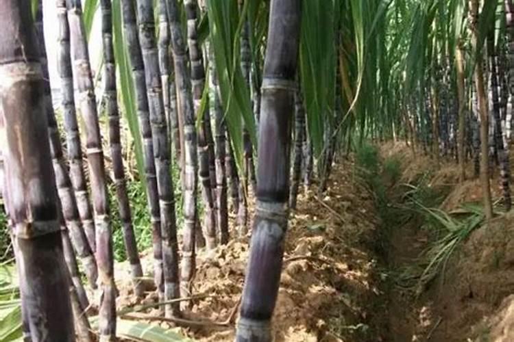 甘蔗种植方法和管理