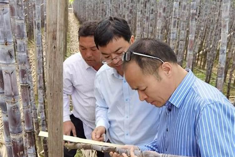 黑皮甘蔗病虫害的防治方法