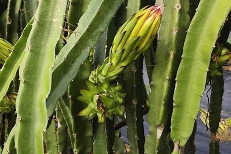 高蛋白植物类有哪些品种