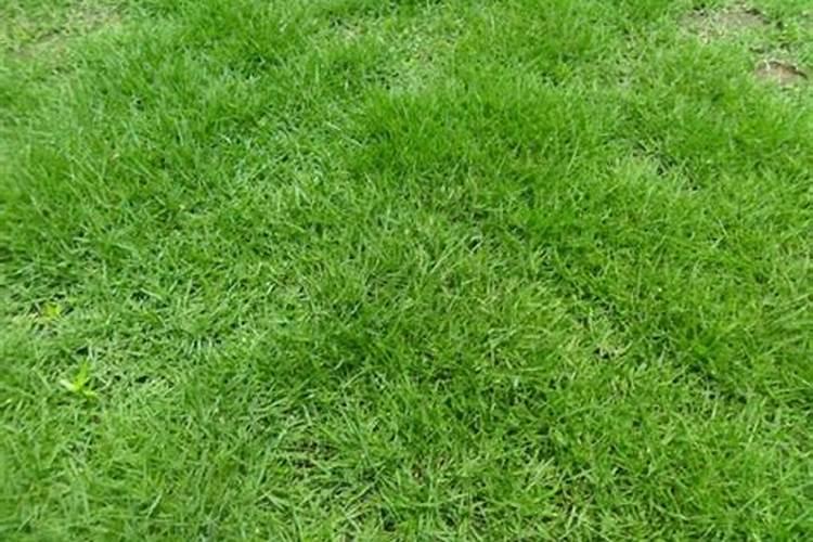 鹤望兰施肥方法及注意事项