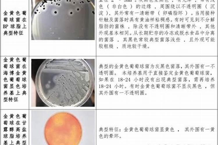 甘蔗用什么肥料最好
