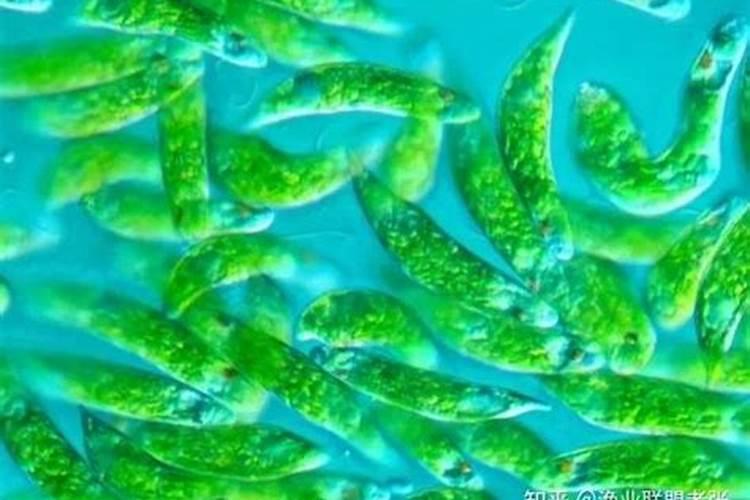 黄豆被水淹了叶子发黄了该怎么办