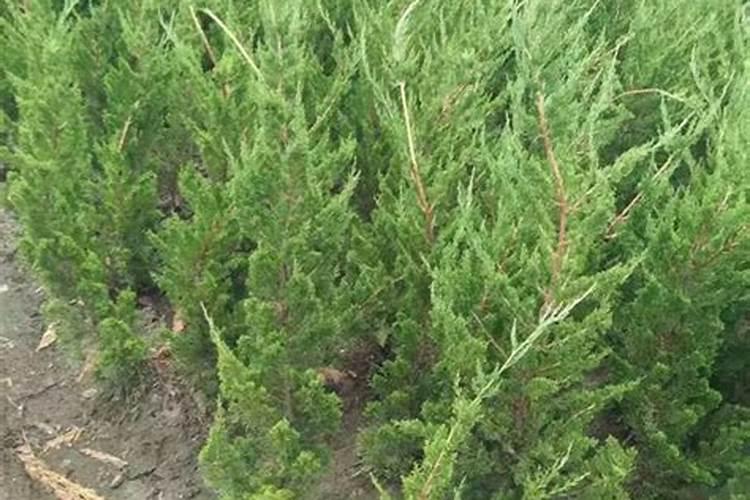 天然异极矿价格多少钱