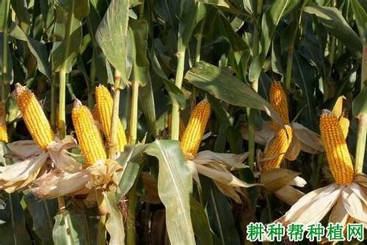 中国在俄罗斯有化肥企业的上市公司有哪些？