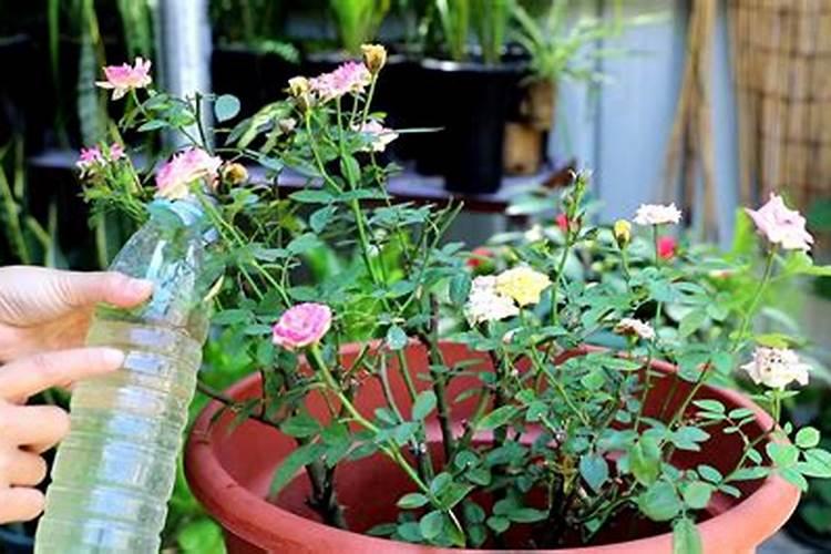 大葱施肥多大的量合适？怎样施肥能让大葱高产