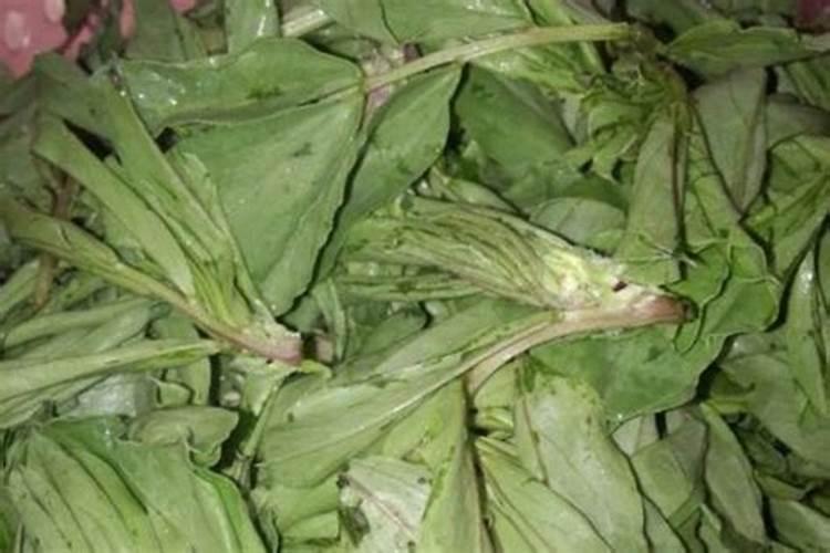 氨基酸叶面肥,能打西瓜吗