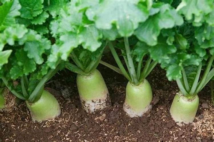 叶面肥种类有哪些？ 10%啶虫脒 针对抗性的刺吸式和锉吸式口器害虫效果卓...