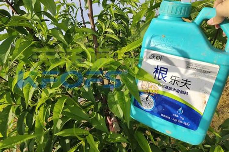 桃树什么时候施肥最好