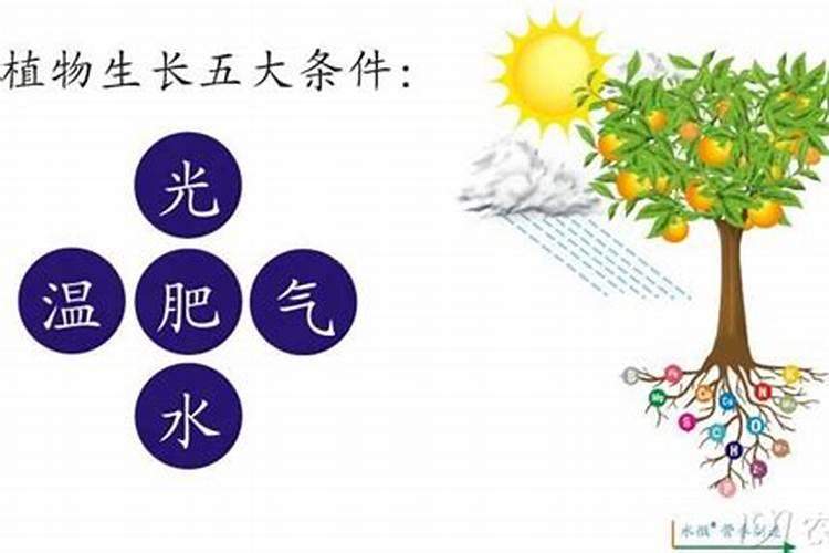 龙须树浇什么肥料合适