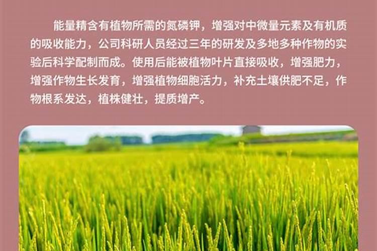 开花需要磷肥还是钾肥