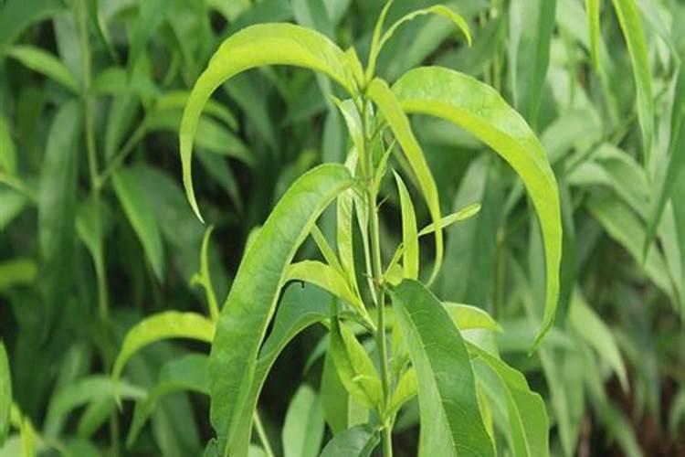 今年栽的桃树要施肥吗