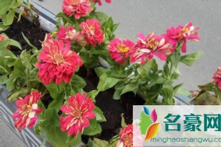 盆栽桃树换盆需用生根粉吗？