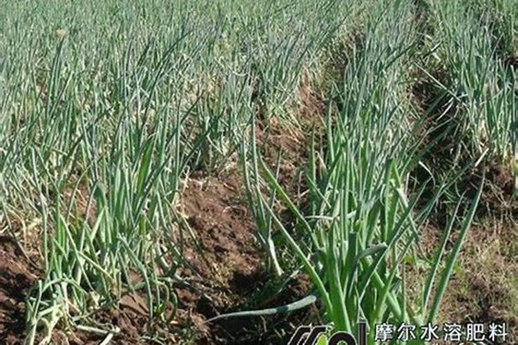 水溶肥的使用方法和注意事项 水溶肥有哪些