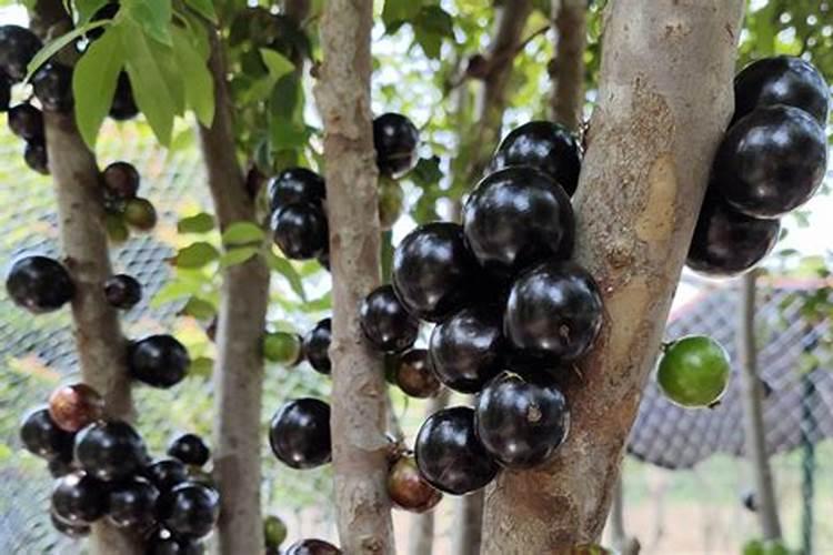 嘉宝果施什么肥催花结果 嘉宝果施什么肥好