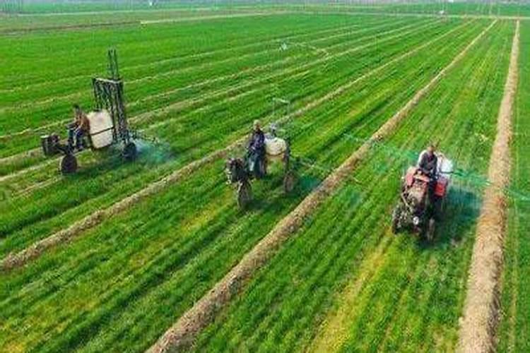 硅肥什么牌子最好